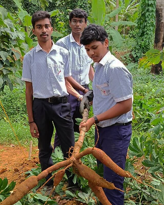 Tapioca Harvest