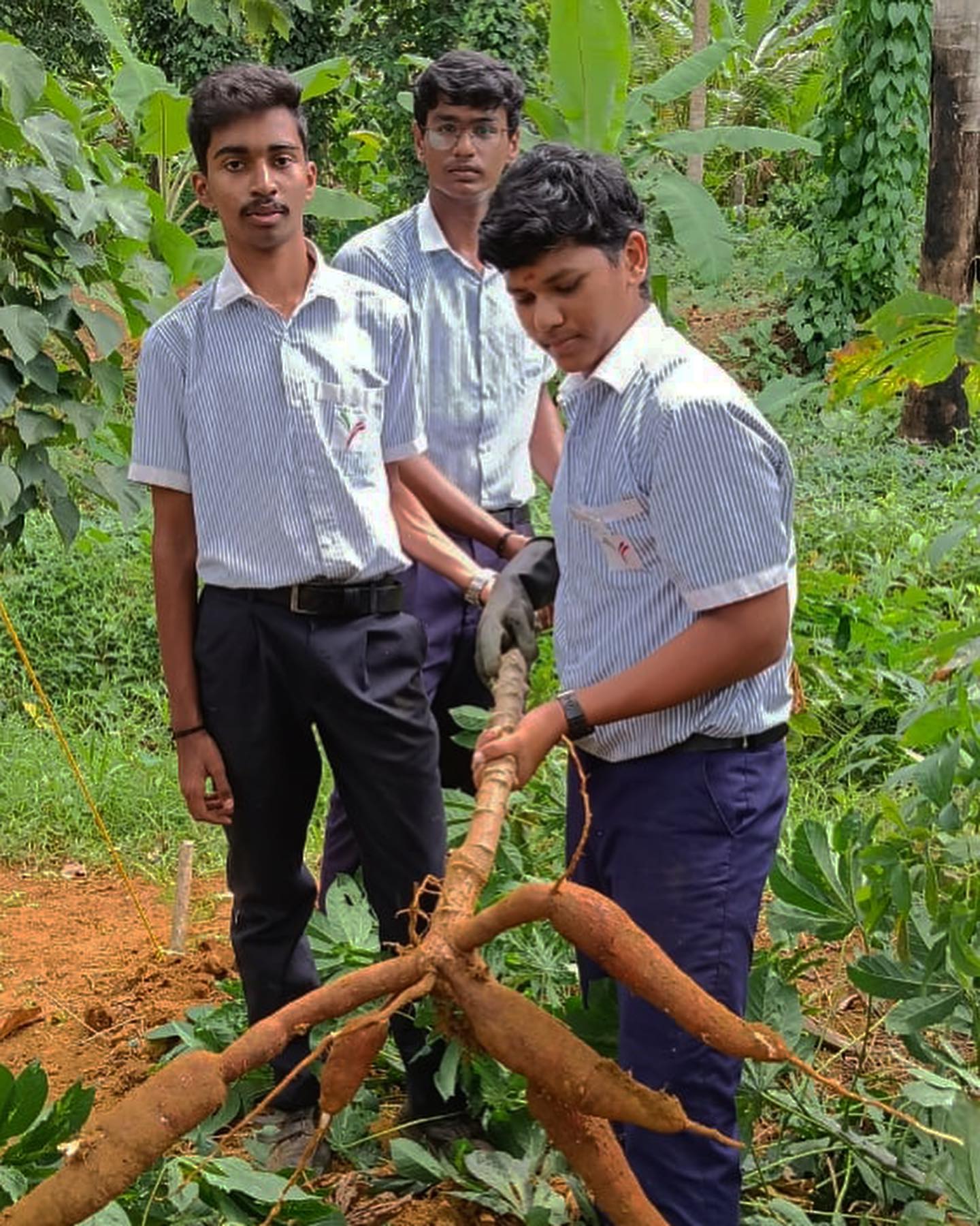 Tapioca Harvest 2023